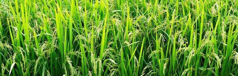 6月底至7月适合种植什么水稻？种植水稻的最佳时间是什么时候？