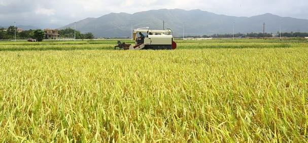 6月底至7月适合种植什么水稻？种植水稻的最佳时间是什么时候？