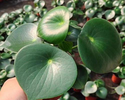 哪种水生盆栽植物最易养？它们的别称是什么？