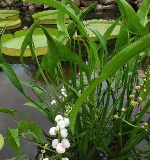 哪种水生盆栽植物最易养？它们的别称是什么？