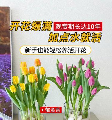 哪种水生盆栽植物最易养？它们的别称是什么？