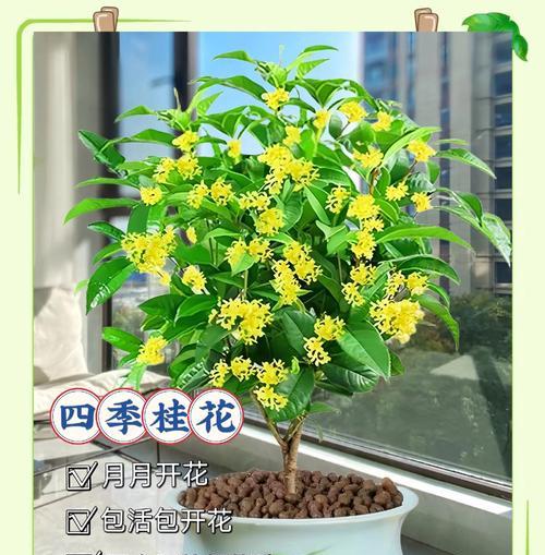 四季可开的耐活的花卉有哪些？它们的养护技巧是什么？