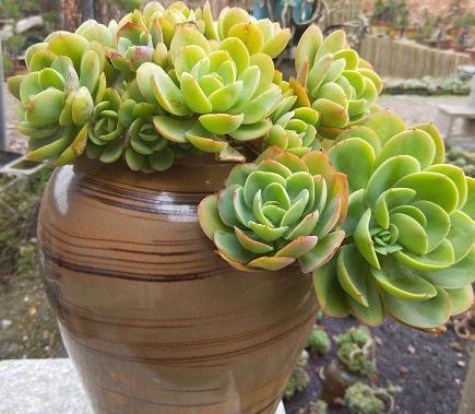 哪种盆栽多肉植物开出蓝色的花？如何养护？