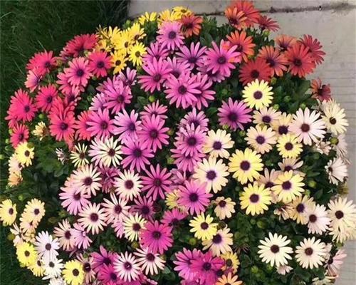 南非进口花卉种子公司有哪些？如何选择信誉好的供应商？