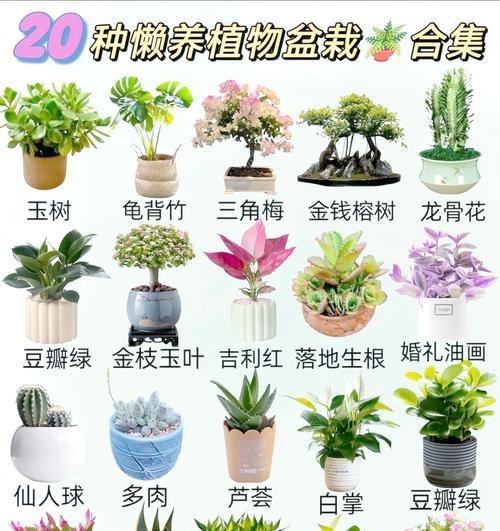 小植物的造型技巧有哪些？
