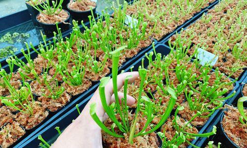 海关查获植物食虫植物怎么处理？相关规定有哪些？