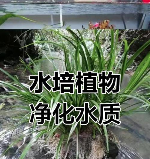 水培植物中哪些适合放在鱼缸里？鱼缸水培植物的选择技巧是什么？