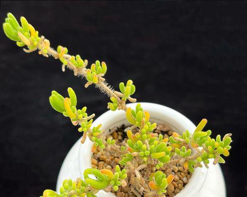 飘枝植物是什么？如何正确养护？