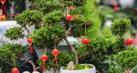 花卉市场有哪些高级绿植品种？