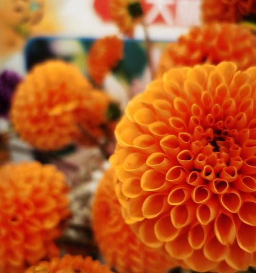 磐石花卉有哪些推荐品种？它们的养护要点是什么？