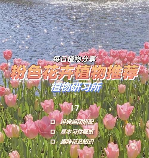 磐石花卉有哪些推荐品种？它们的养护要点是什么？