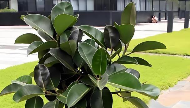 哪些木本植物最适合家庭养护？它们的养护要点是什么？