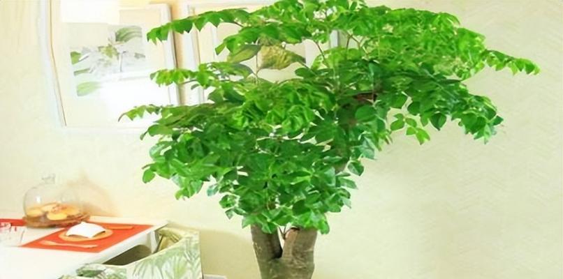 哪些木本植物最适合家庭养护？它们的养护要点是什么？