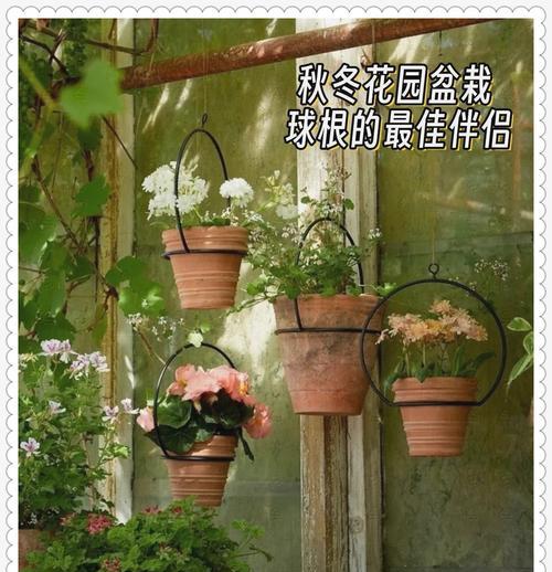 秋天和冬天室外适合养哪些花卉？如何照料？