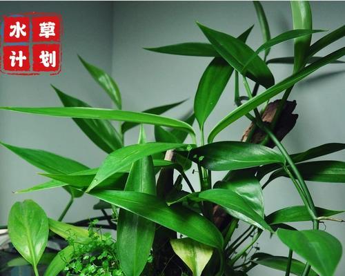 名贵水草植物有哪些？如何正确养护？