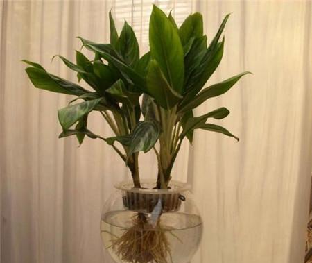室内水培花卉植物带盆的有哪些？选择水培植物的要点是什么？