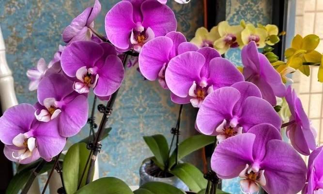东北地区冬季哪些花卉品种最为耐寒？如何养护这些花卉？