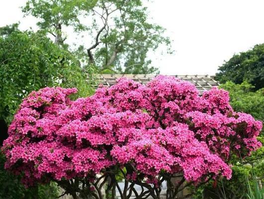 东北地区冬季哪些花卉品种最为耐寒？如何养护这些花卉？