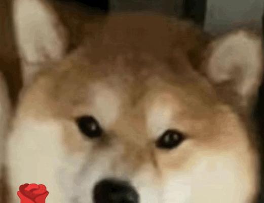 叼着玫瑰花的表情代表什么？这个表情有何含义？