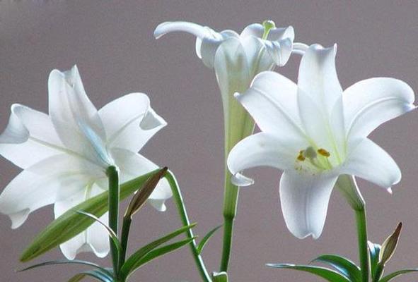 百合花象征着什么？碳水化合物与百合花有何关联？