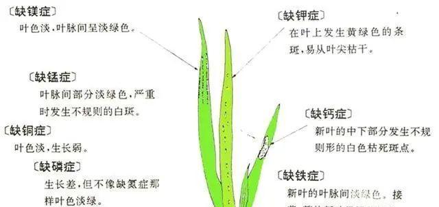 水稻收购的标准是什么意思？收购标准对农民有何影响？