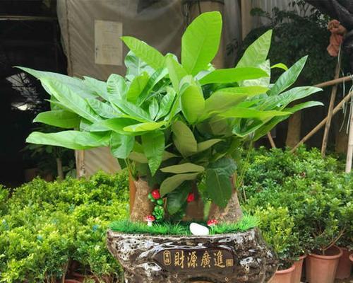公司开业适合送哪种植物？有什么讲究吗？