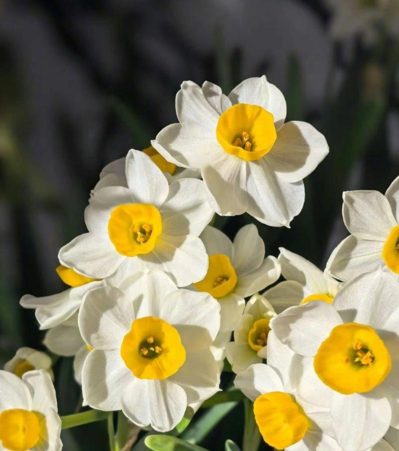 水仙花的花语是什么？水仙在文化中象征着什么？