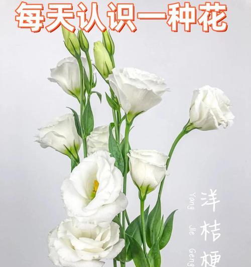 哪种花代表真诚不变的爱？