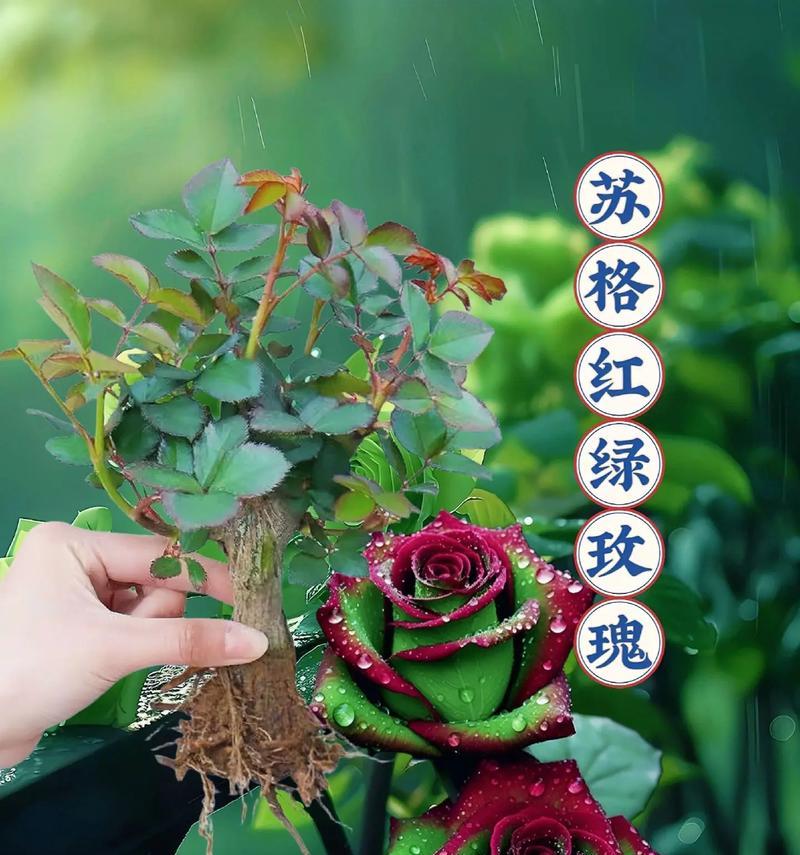 哪种花代表真诚不变的爱？