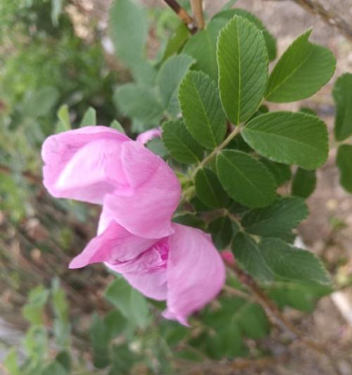 金石买玫瑰花寓意什么？金石与玫瑰花的结合有何特殊含义？