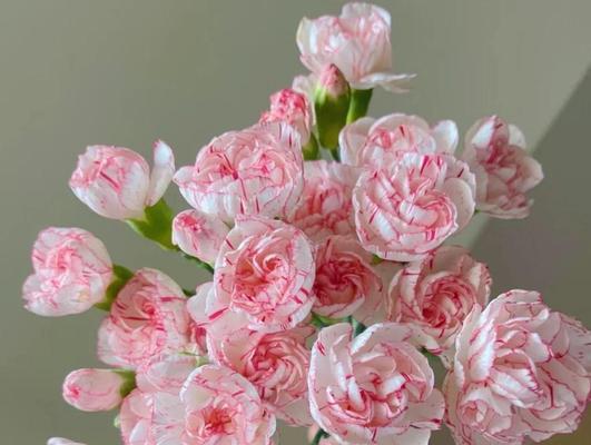 康乃馨花语有哪些?康乃馨在不同场合的寓意是什么?