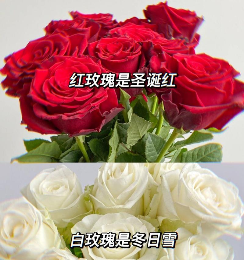 一支红玫瑰加白玫瑰什么意思？红白玫瑰组合的象征意义是什么？