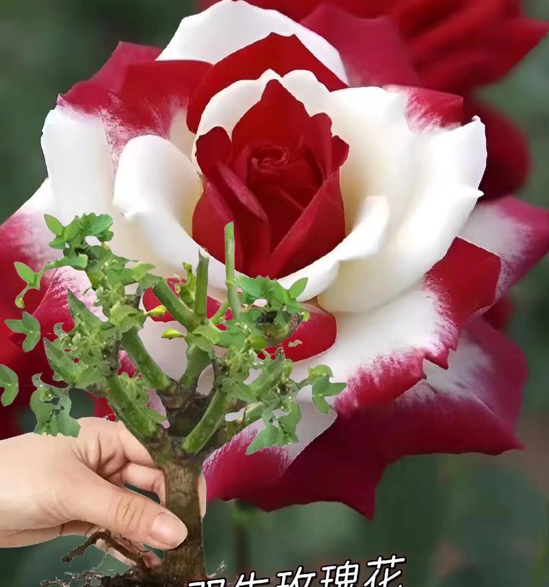 玫瑰花的数目不同，含义有何不同？