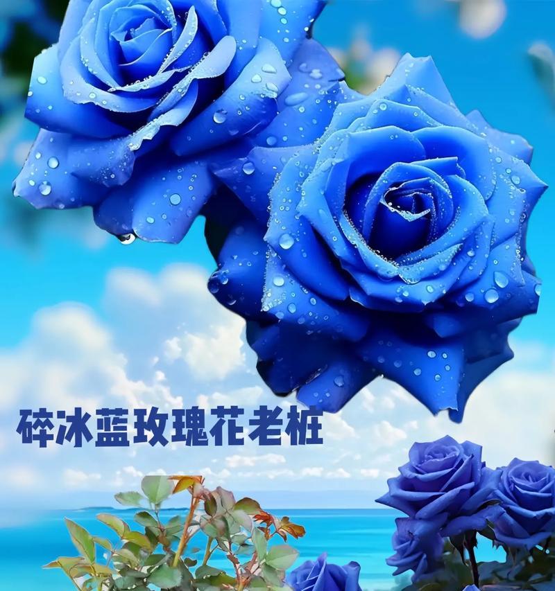 蓝玫瑰的花语是什么？它在爱情中象征着什么？