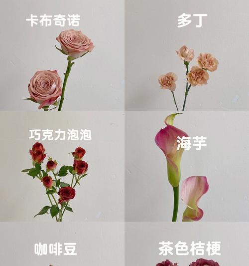 多丁植物的花语有何特别之处？