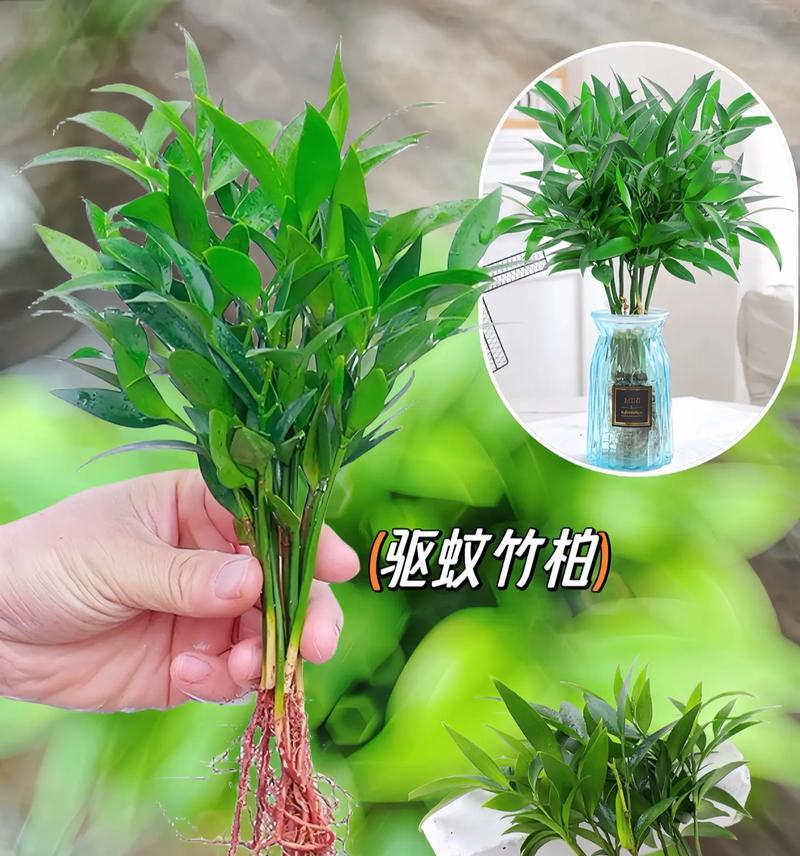 多丁植物的花语有何特别之处？