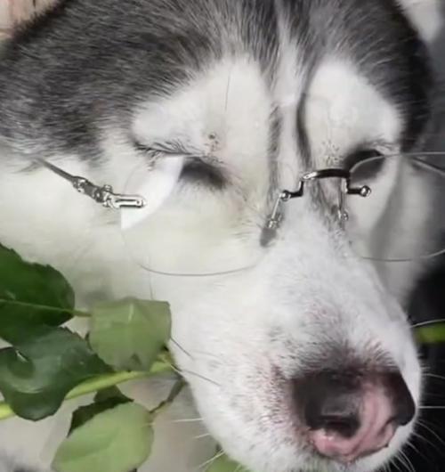 狗狗叼着玫瑰花走路意味着什么？宠物行为的解读？