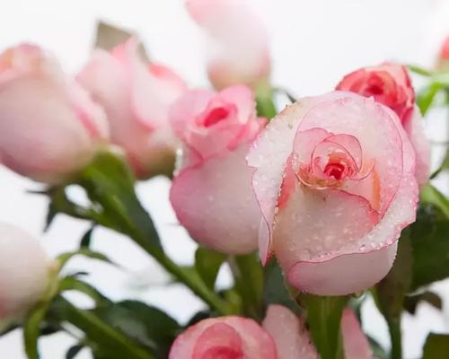 见面时送玫瑰花有什么讲究？哪种颜色的玫瑰花最合适？