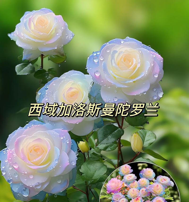 七色堇的花语是什么？这种花有哪些特别的含义？