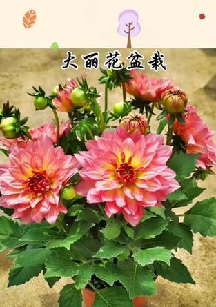盆栽大丽花有哪些缺点？它的不足之处是什么？