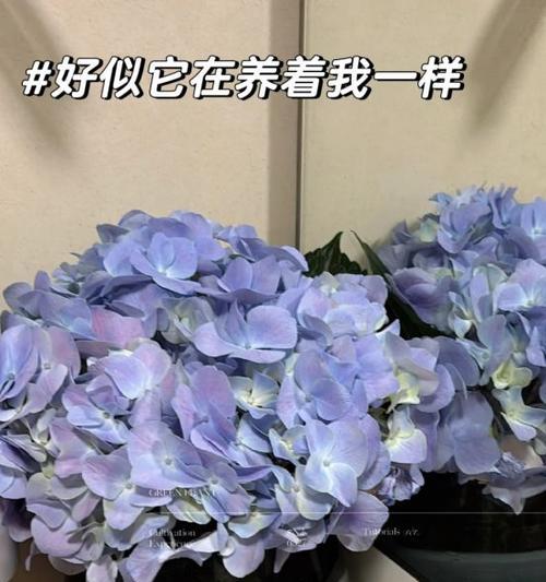 送女朋友什么盆栽最合适？如何选择？