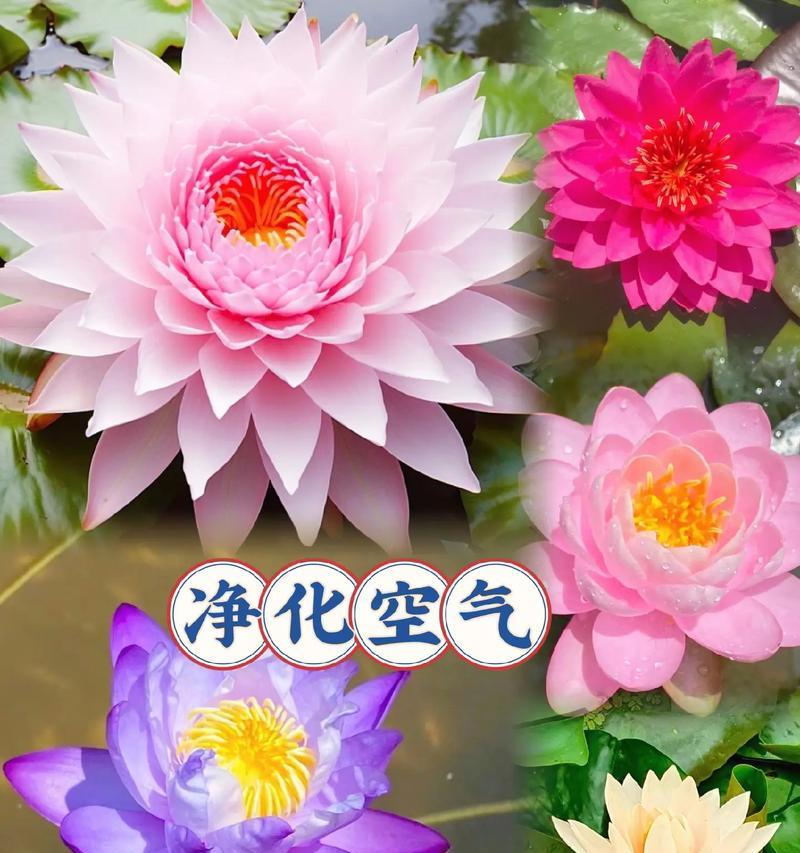 哪些植物的花语最特别？