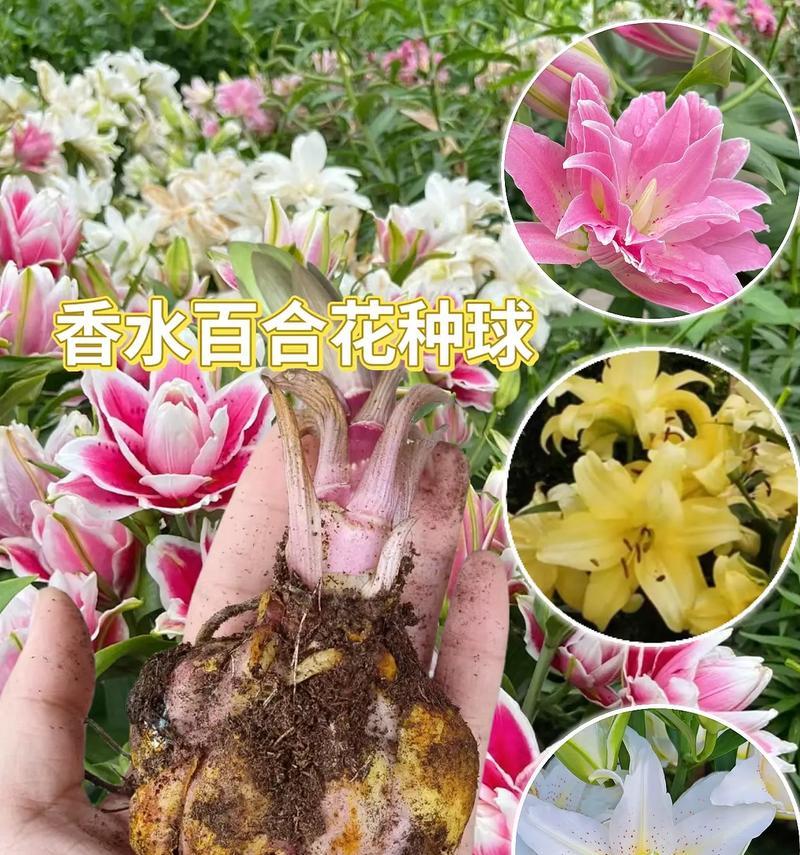 百合的花语有哪些不为人知的含义？