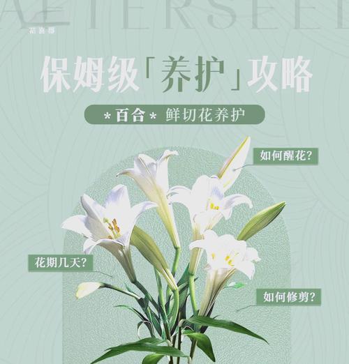 6支玫瑰加百合花的花语是什么？