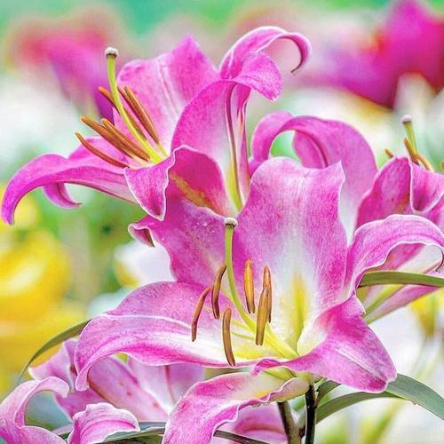微笑的百合花象征着什么？