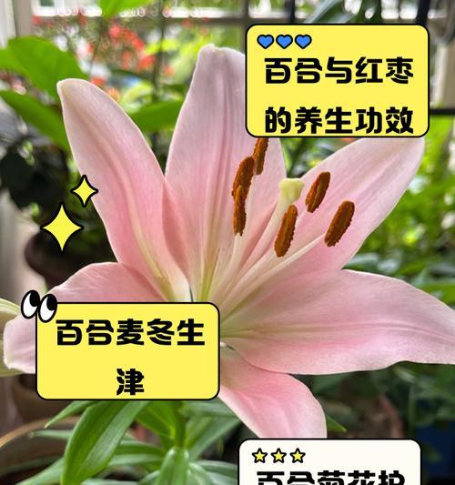 黄色百合与粉白色搭配的含义是什么？它们共同传递了什么信息？
