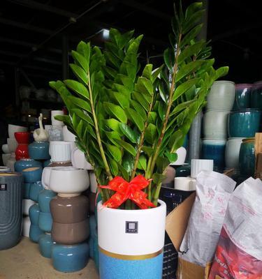 室内养花有哪些寓意？室内植物的象征意义是什么？