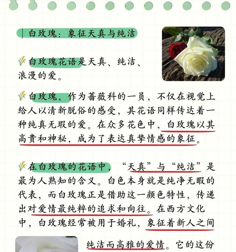 脸前有个白玫瑰是什么意思？白玫瑰在特定场合下的含义是什么？