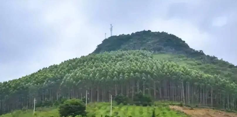一千颗的植物有哪些种类？如何种植？