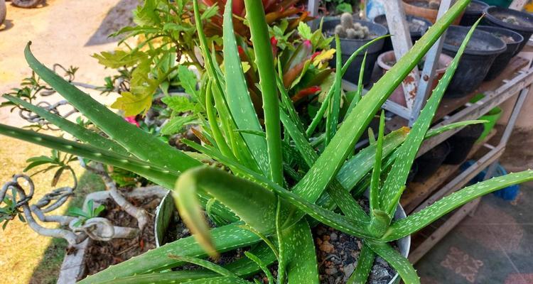 哪些植物泡水浇水最好？它们的特性是什么？